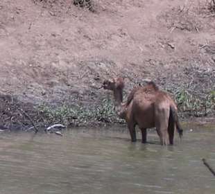 Kamel im Wadi