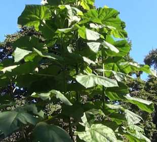 Paradies - Berggarten