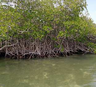 Mangroven