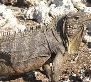 Katamaran-Fahrt (Isla Iguana =Leguaninsel)
