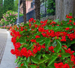 Herrliche Pflanzen in der Stadt