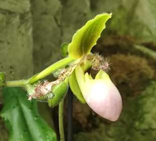 Botanischer Garten Singapur