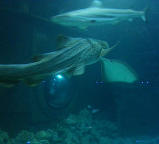 Aquarium mit Haien, Rochen und Vielem mehr