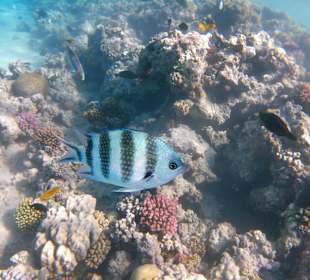 Schnorcheln Makadi Bay