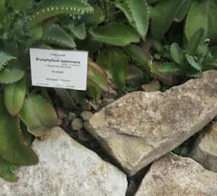 Wüstenpflanzen -  Alter Botanischer Garten