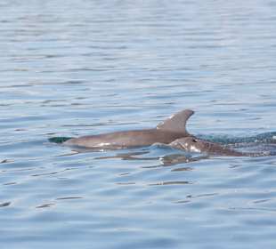 Dolphin Bay