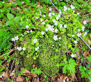 Moos und Pflanzen