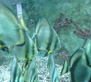 Aquarium in Hurghada