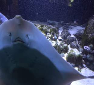 Aquarium
