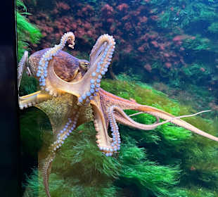 Aquazoo Löbbecke Museum Düsseldorf