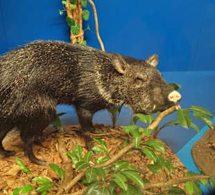 Rundgang durch das Übersee-Museum