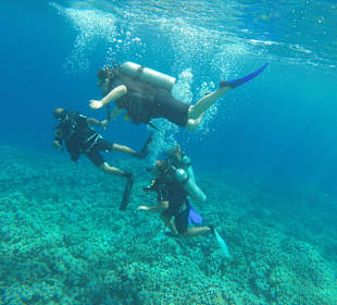 Tauchen am Riff