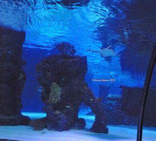 Aquarium-Tunnelgang 131m lang