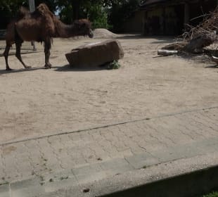 Zoo Heidelberg