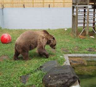 Kenny der Bär auf dem Weg in seinen Pool