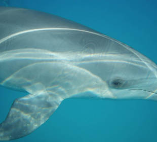 Delfinausflug mit Mo 15.06.2016