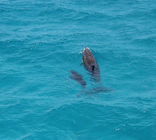 Ausflug zum "Dolphin House"