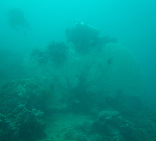 Gorgonie