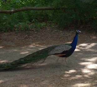 Pfau auf der Pfaueninsel 6