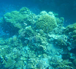 Tauchen Marsa Alam