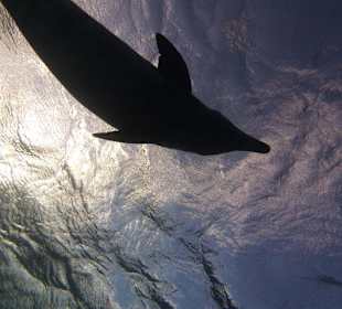 Delfin Träume...