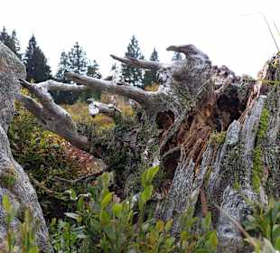 Wandern Lam