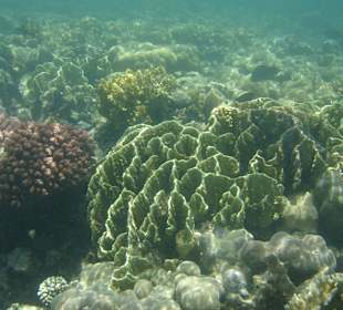 Korallen am Außenriff