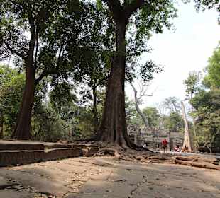 Ta Prohm