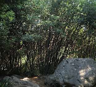 Wanderung bei Opatija