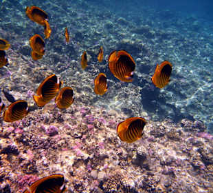 Wir kommen wieder, aber nur noch im Winter