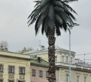 Die Palme von Warschau (künstliche Dattelpalme)