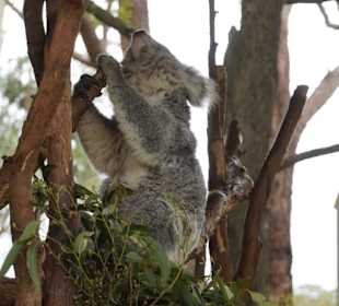 Featherdale Wildlife Park