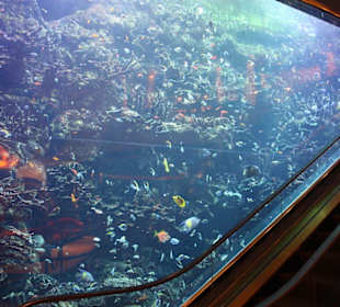 Aquarium in der Lobby
