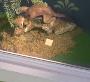 Museum Natur und Mensch