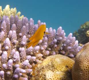 Tolle Unterwasserwelt