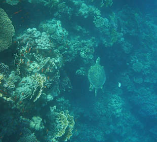 Schnorchelparadies mit Schildkröten