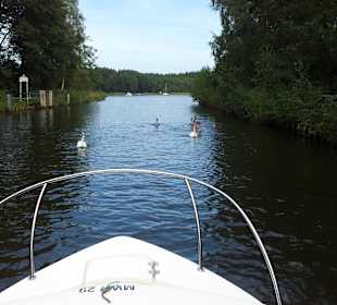 Schwäne im Jagowkanal