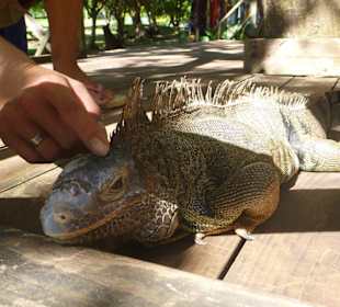 Kollege Vierbein auf Cajo Levantado