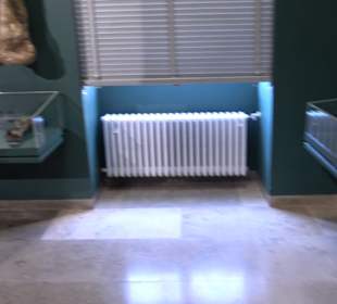 Staatliches Naturkunde Museum