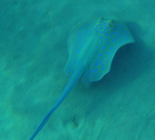 Blaupunkt-Stechrochen am Hausriff