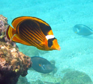 Am Südriff vorne am Strand