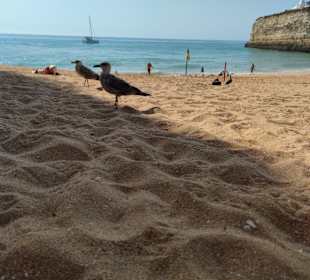 Praia de Nossa Senhora da Rocha