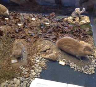 Natur- und Jagdmuseum