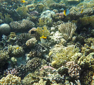 Simsim Dezember 2019