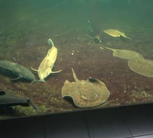 Aquarium