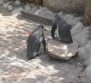 Weltvogelpark Walsrode