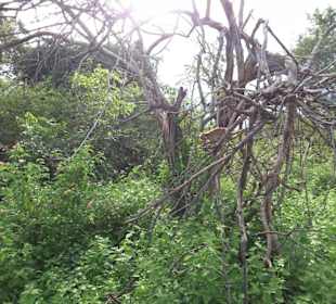 Elefantenreiten Sigiriya