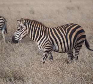 Zebrastreifen mal anders