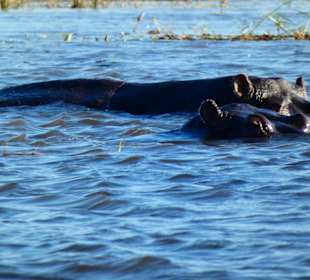 Flusspferde vom Safariboot aus beobachtet