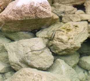 Озеро Курнас 